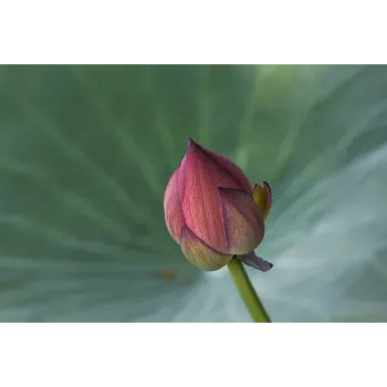 Natural Lotus Plant 